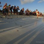 Liberación de tortuguitas marinas. Centro de Rescate de Tortugas Marinas,Cayo Largo.©Octavio Avila López