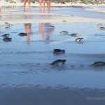 Buena suerte! Liberación de tortuguitas marinas. Centro de Rescate de Tortugas Marinas,Cayo Largo.©Octavio Avila López